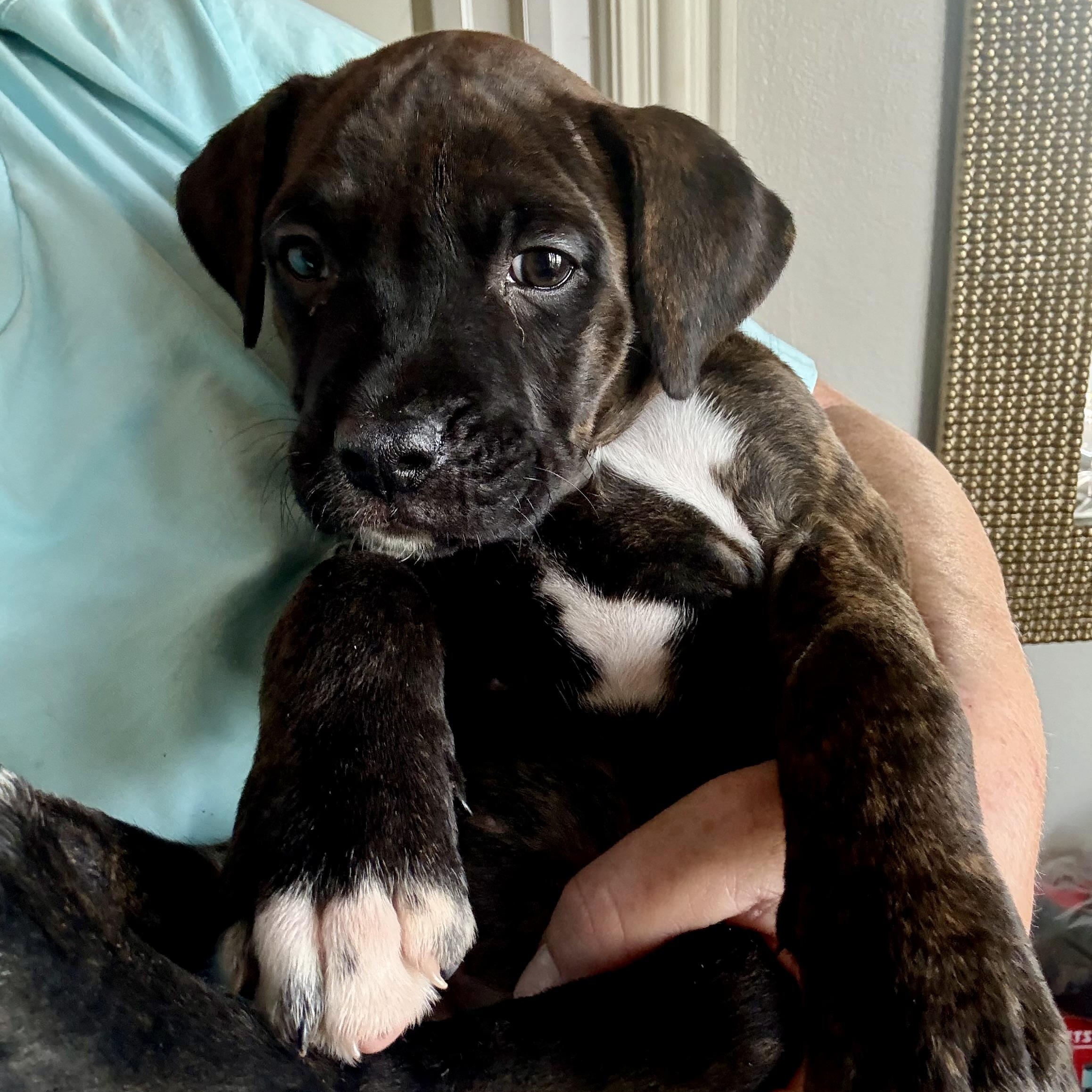 Enlarge Palmer , a ADOPTABLE mixed breed in Celina, TX image 4/4