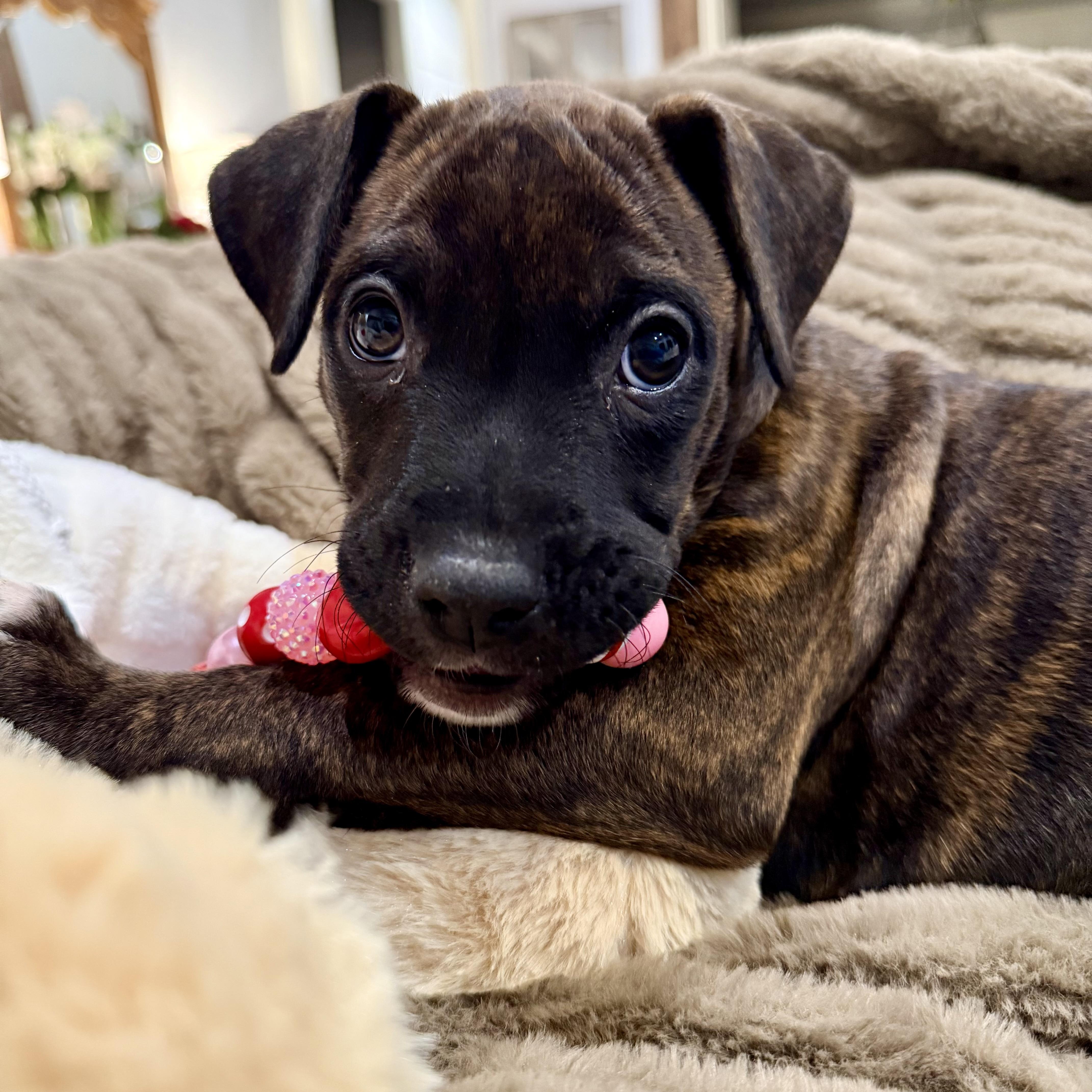 Enlarge Palmer , a ADOPTABLE mixed breed in Celina, TX image 1/4