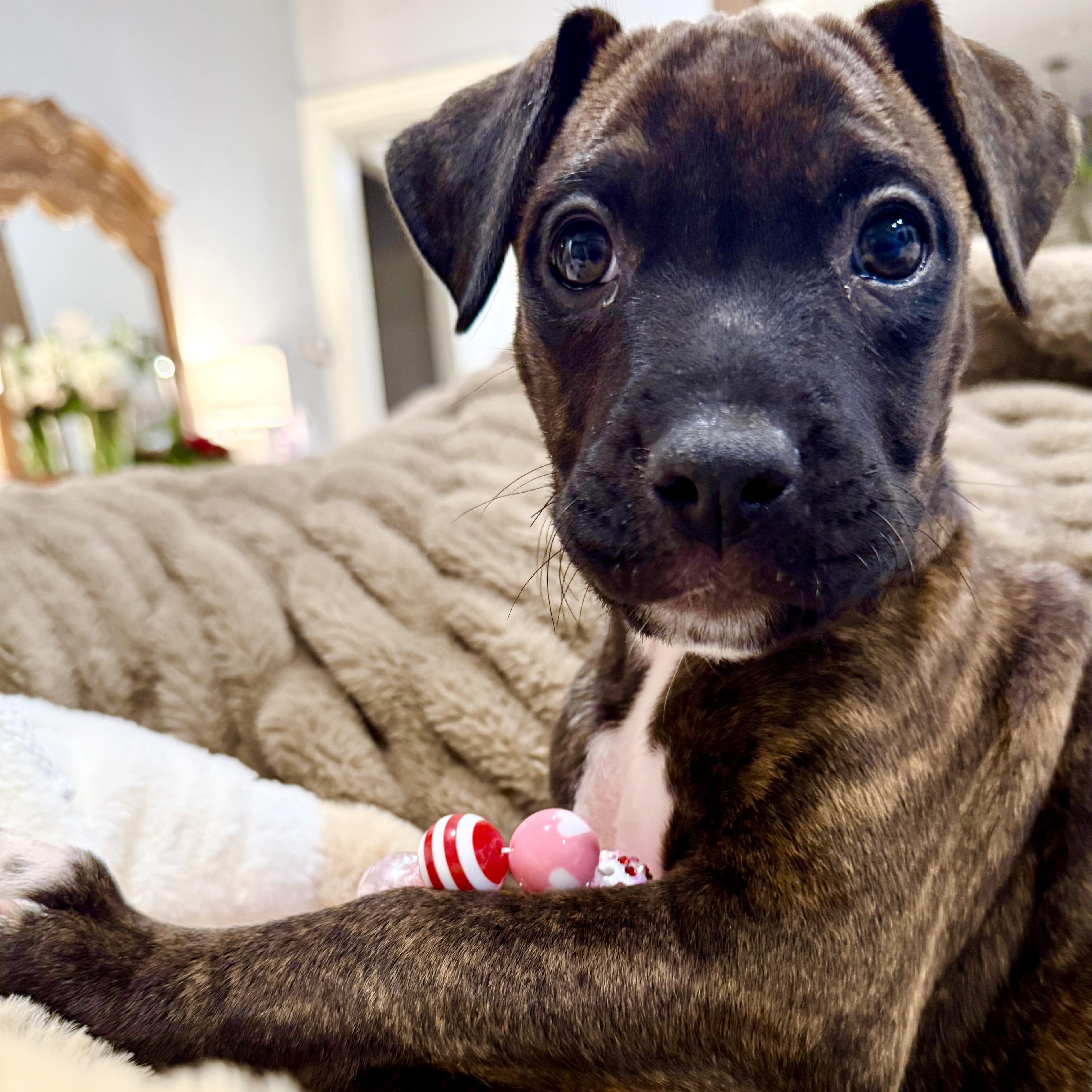 Enlarge Palmer , a ADOPTABLE mixed breed in Celina, TX image 2/4