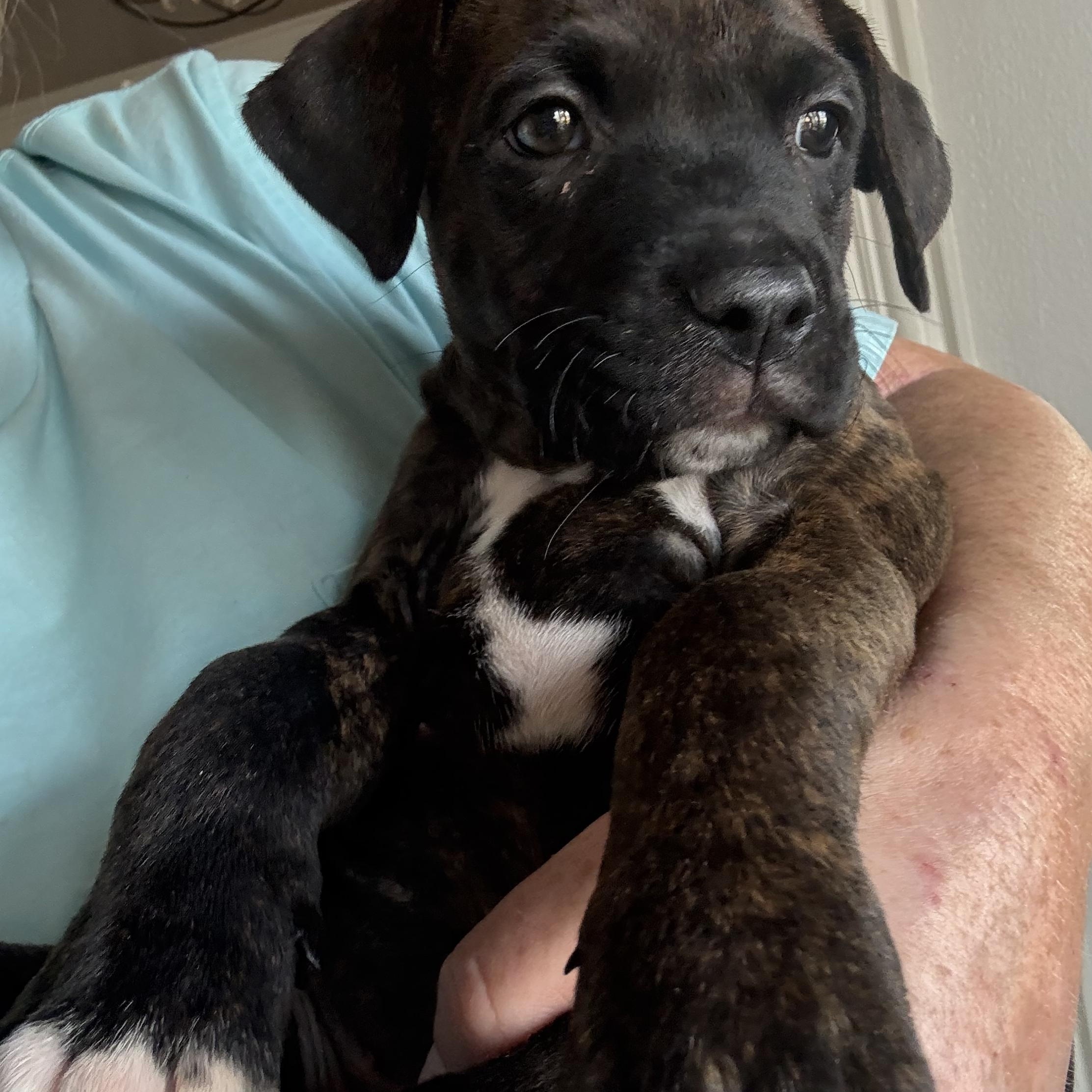 Enlarge Palmer , a ADOPTABLE mixed breed in Celina, TX image 3/4