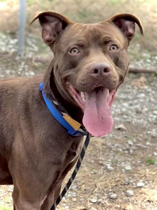 Lionel, Adoptable, Young Male Pit Bull Terrier.