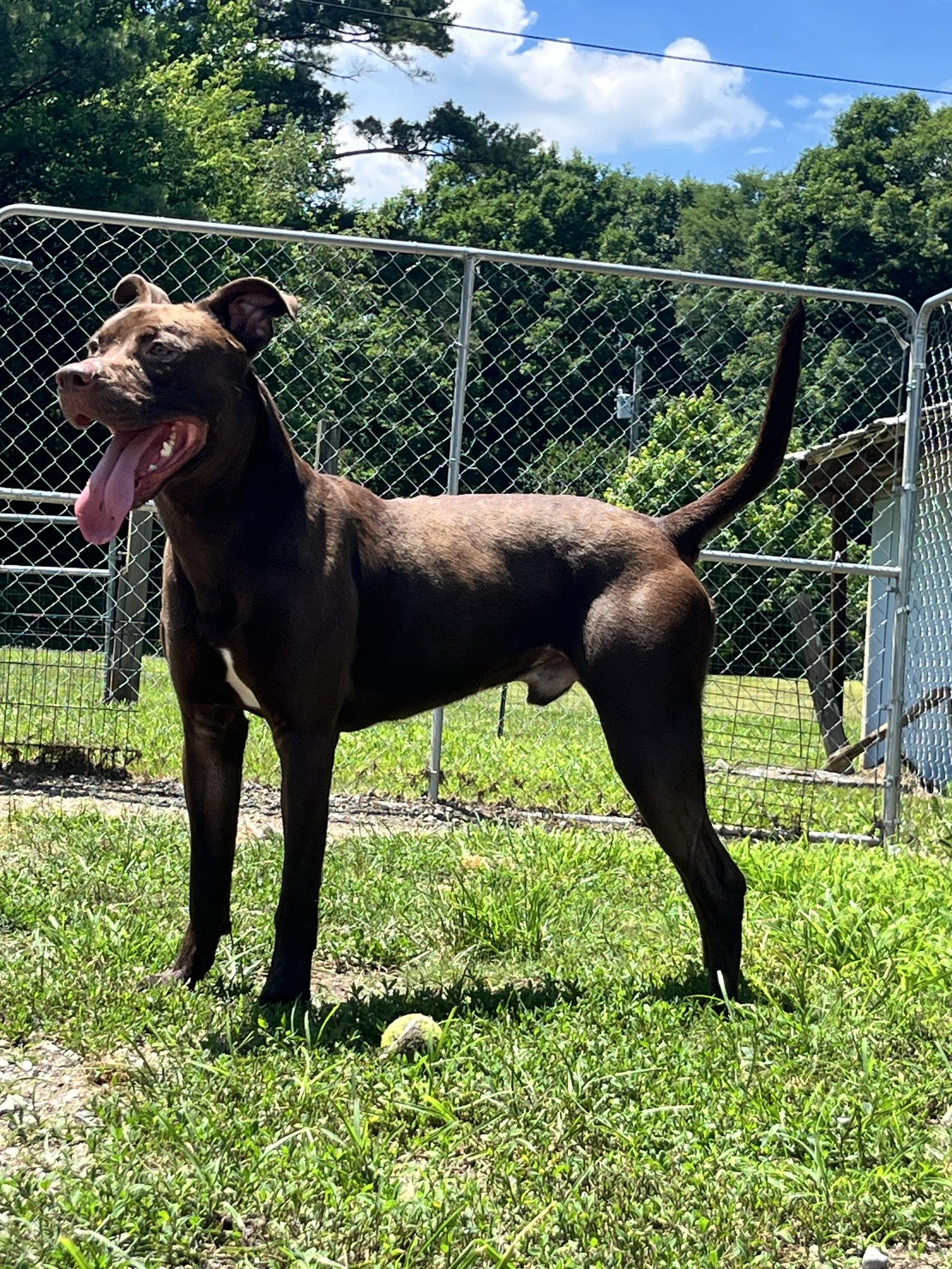 Enlarge Lionel, a Adoptable Pit Bull Terrier in Chatsworth, GA image 2/3