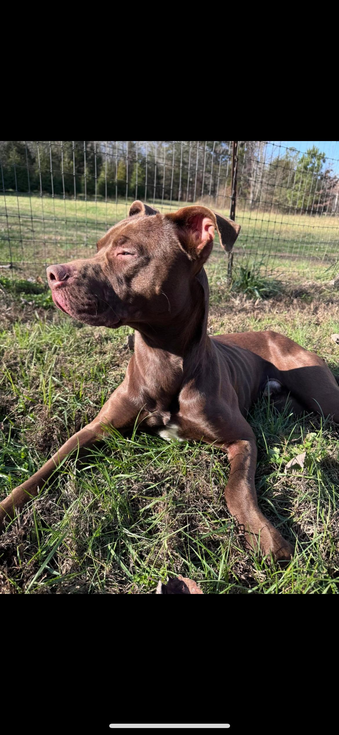 Lionel, a Adoptable Pit Bull Terrier in Chatsworth, GA image 1/3