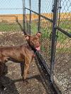 Lionel, a Adoptable Pit Bull Terrier in Chatsworth, GA image 2/3