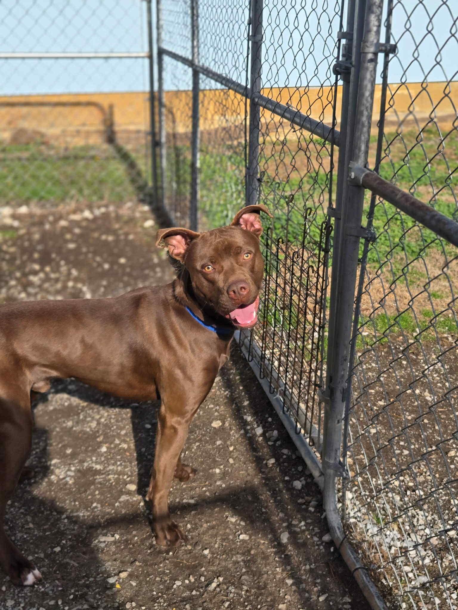 Lionel, Adoptable, Adult Male Mixed Breed.