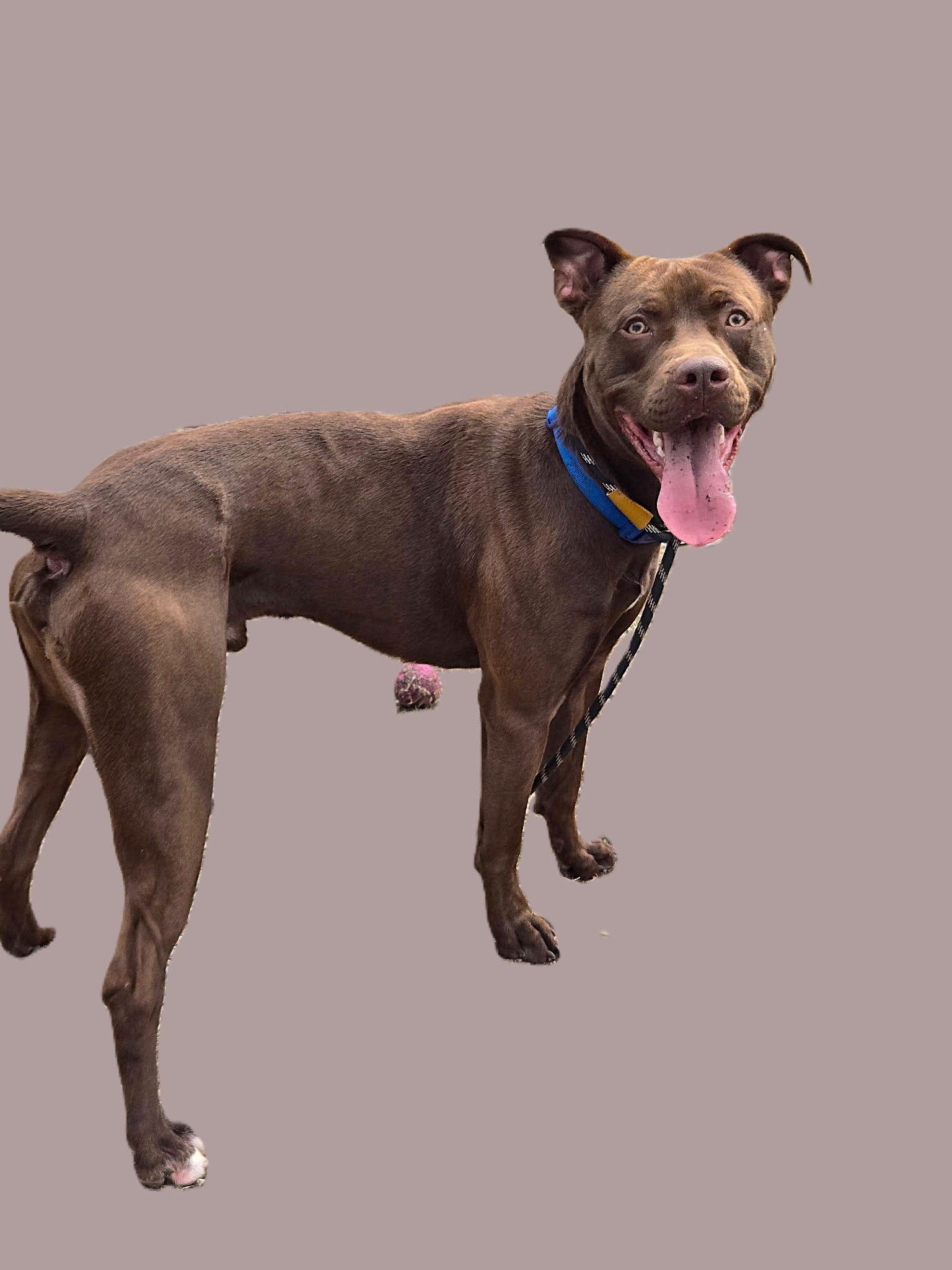 Enlarge Lionel, a Adoptable Pit Bull Terrier in Chatsworth, GA image 1/1