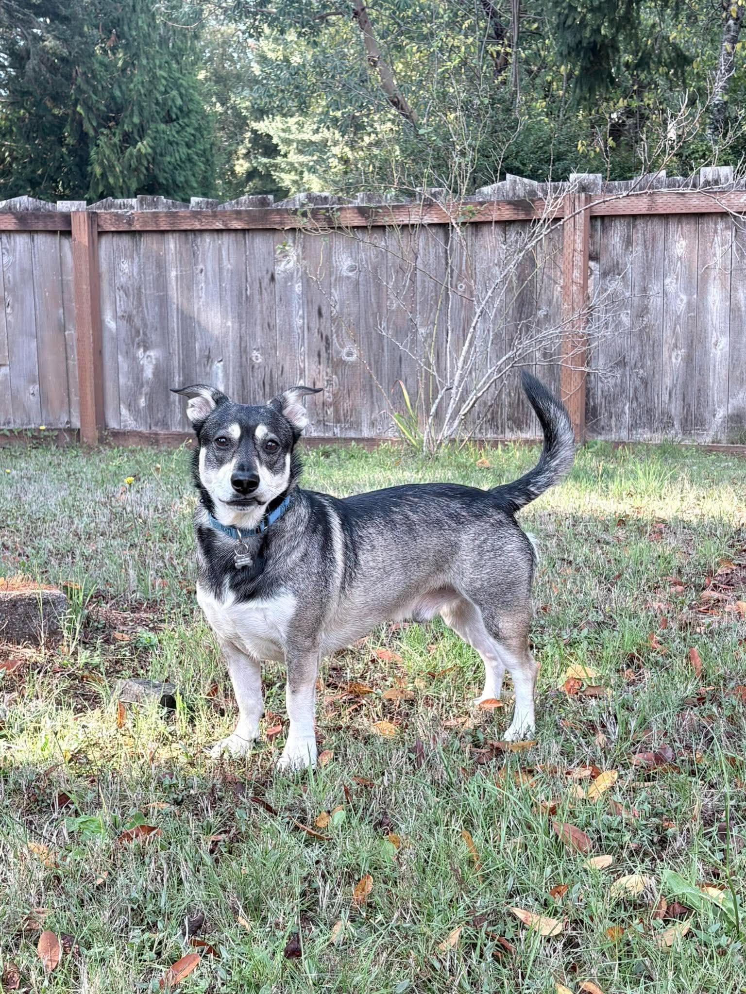 FLYNN, Adopted, Adult Male Swedish Vallhund & Miniature Pinscher.