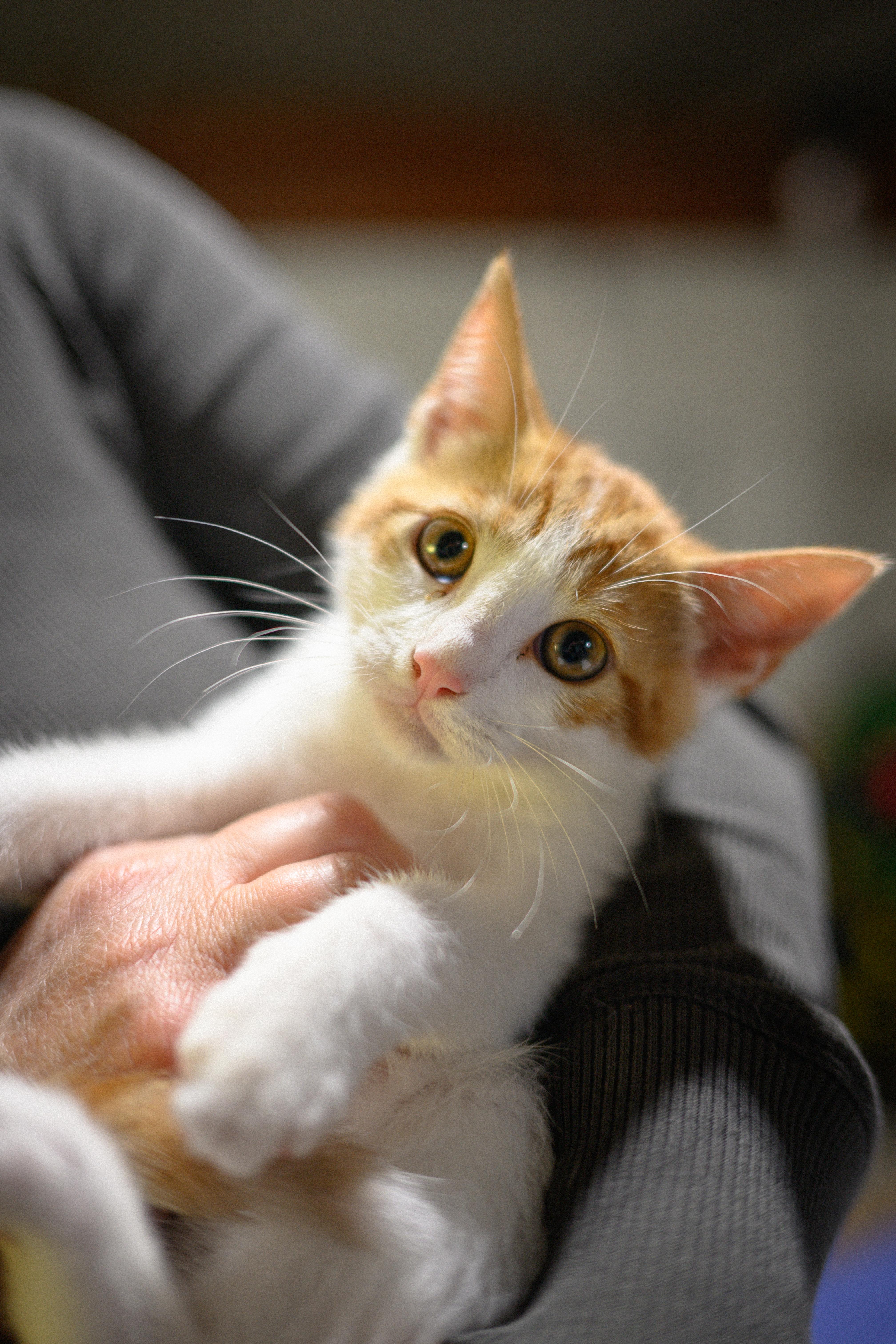 Charles LeKitty, an adopted Domestic Short Hair in Fairfield, CA image 1/3