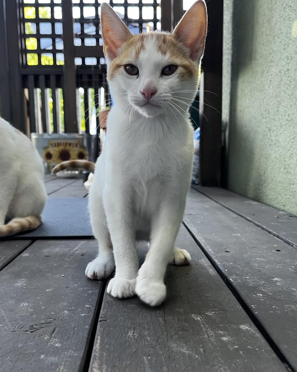 Charles LeKitty, an adopted Domestic Short Hair in Fairfield, CA image 3/3