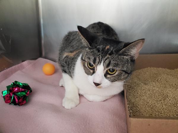 Enlarge Alpine, a Adoptable mixed breed in Staten Island, NY image 1/1