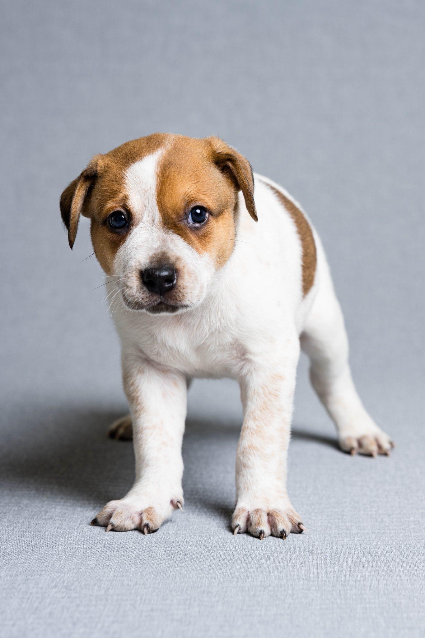 Enlarge Tripp, an adoptable mixed breed in Oregon, OH image 1/1