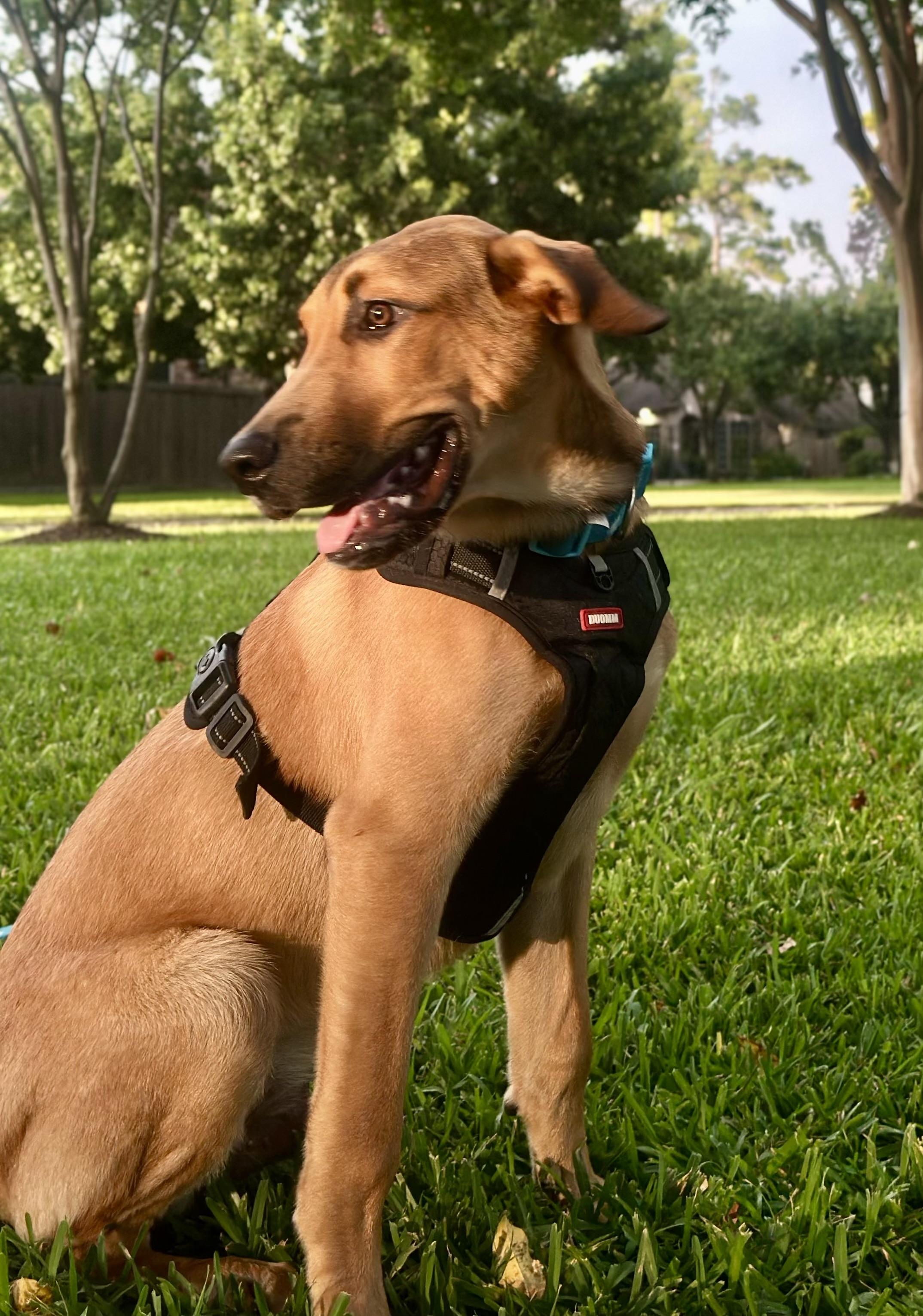 Enlarge Charlie, a Adoptable mixed breed in Cypress, TX image 2/6