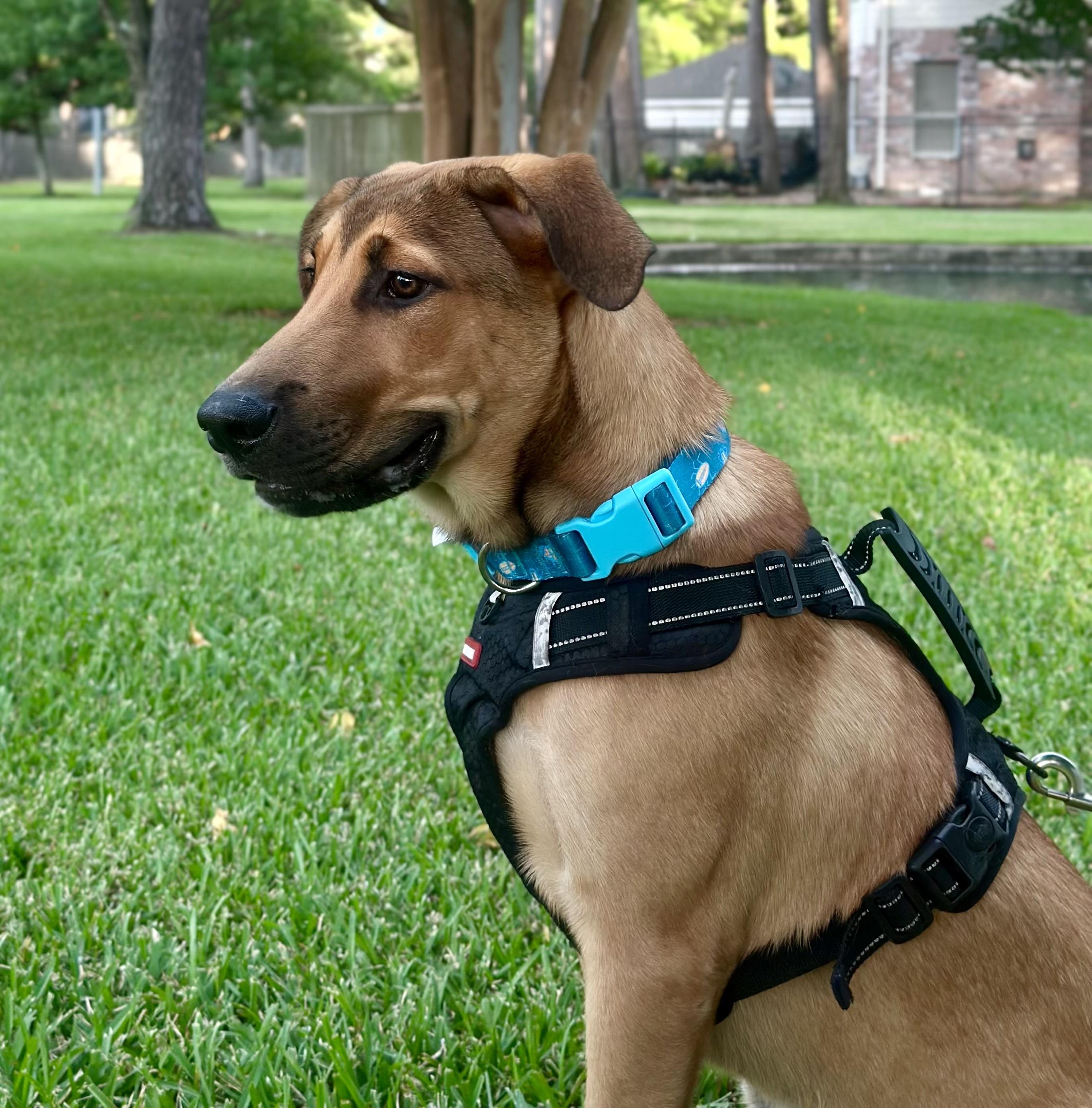 Enlarge Charlie, a Adoptable mixed breed in Cypress, TX image 3/6