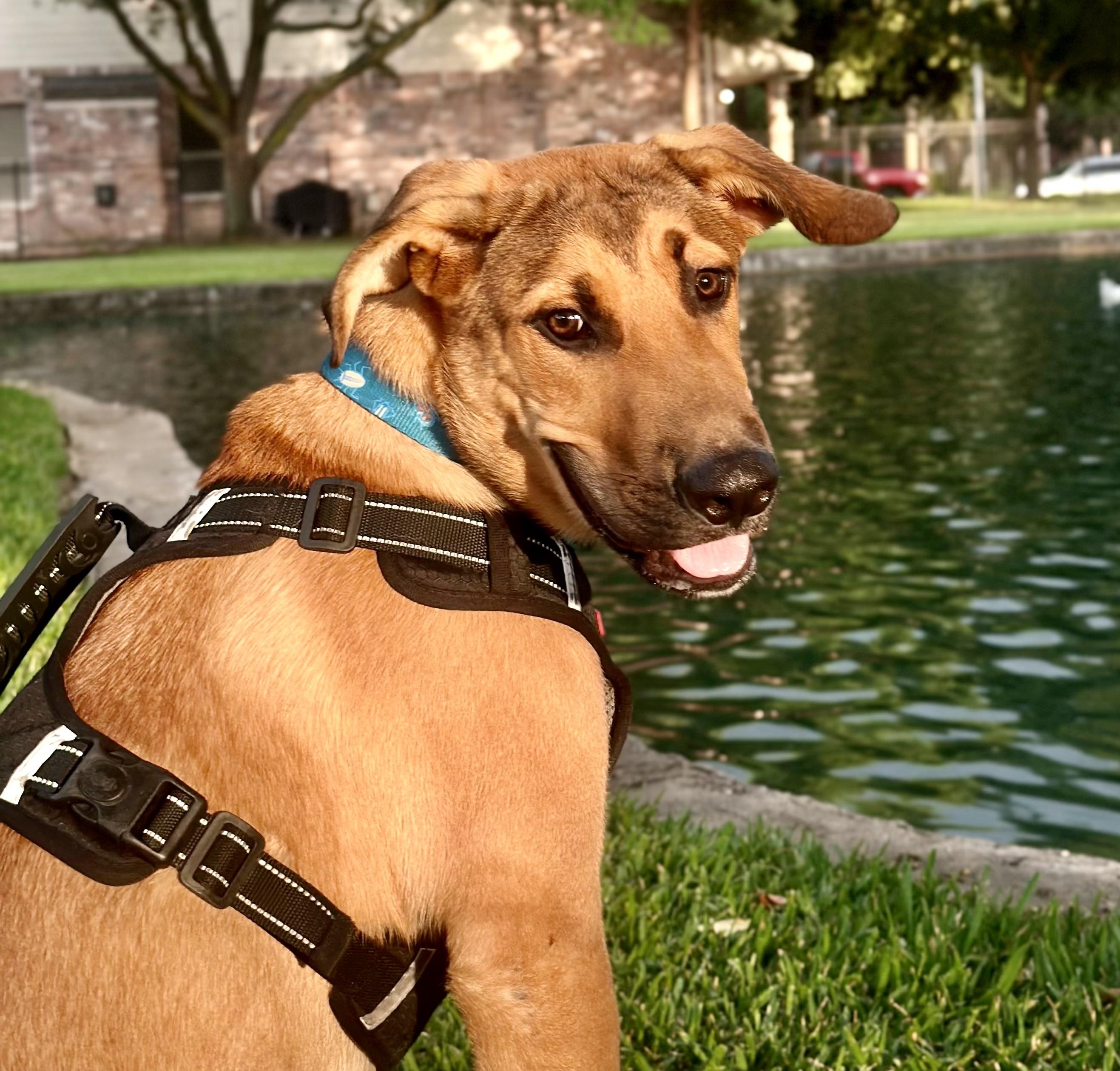 Enlarge Charlie, a Adoptable mixed breed in Cypress, TX image 4/6