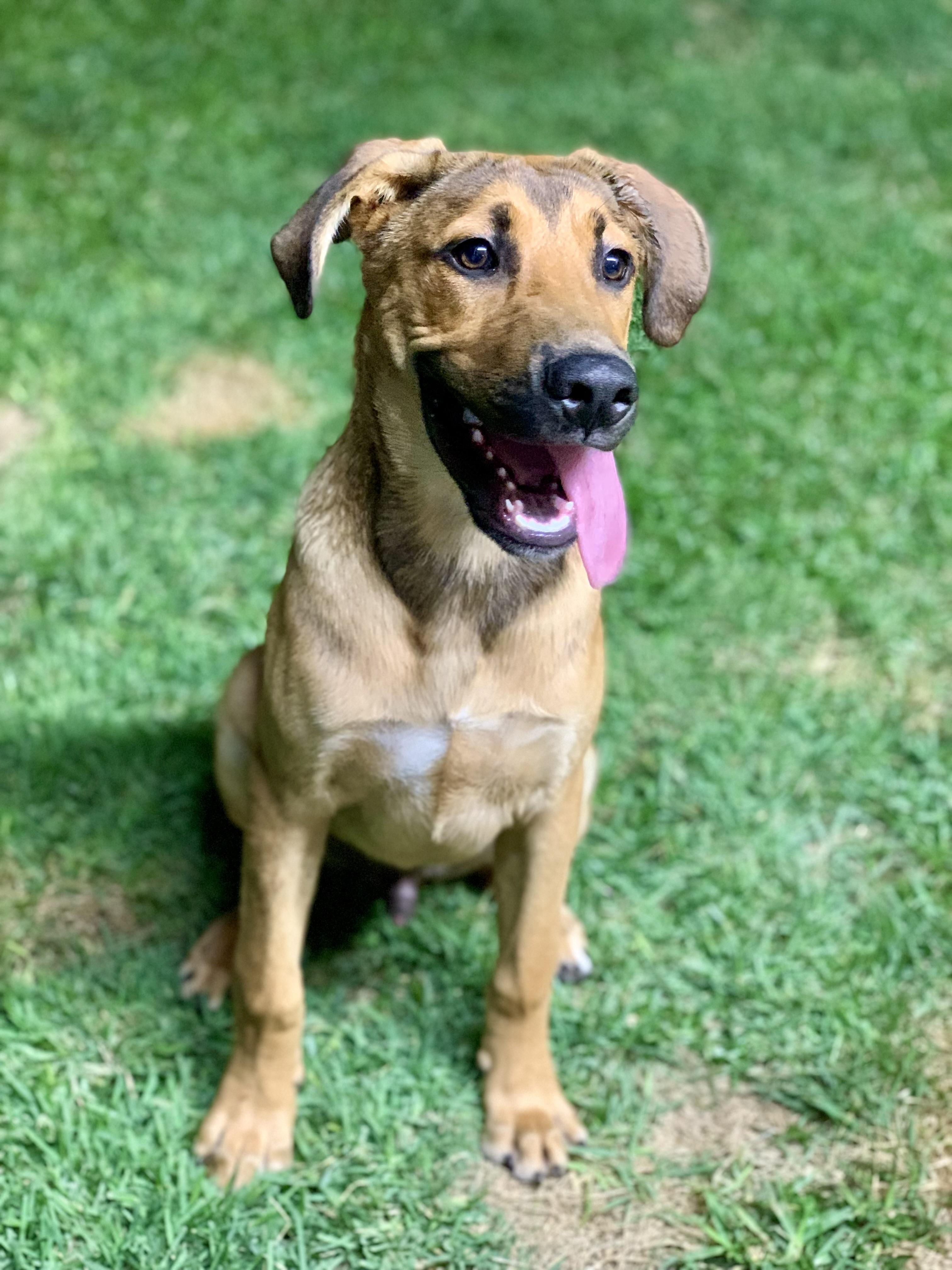 Charlie, Adoptable, Young Male German Shepherd Dog.