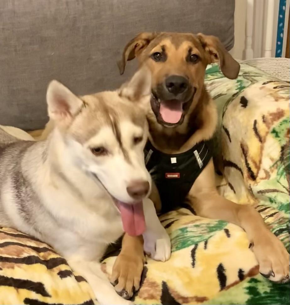 Enlarge Charlie, a Adoptable mixed breed in Cypress, TX image 5/6