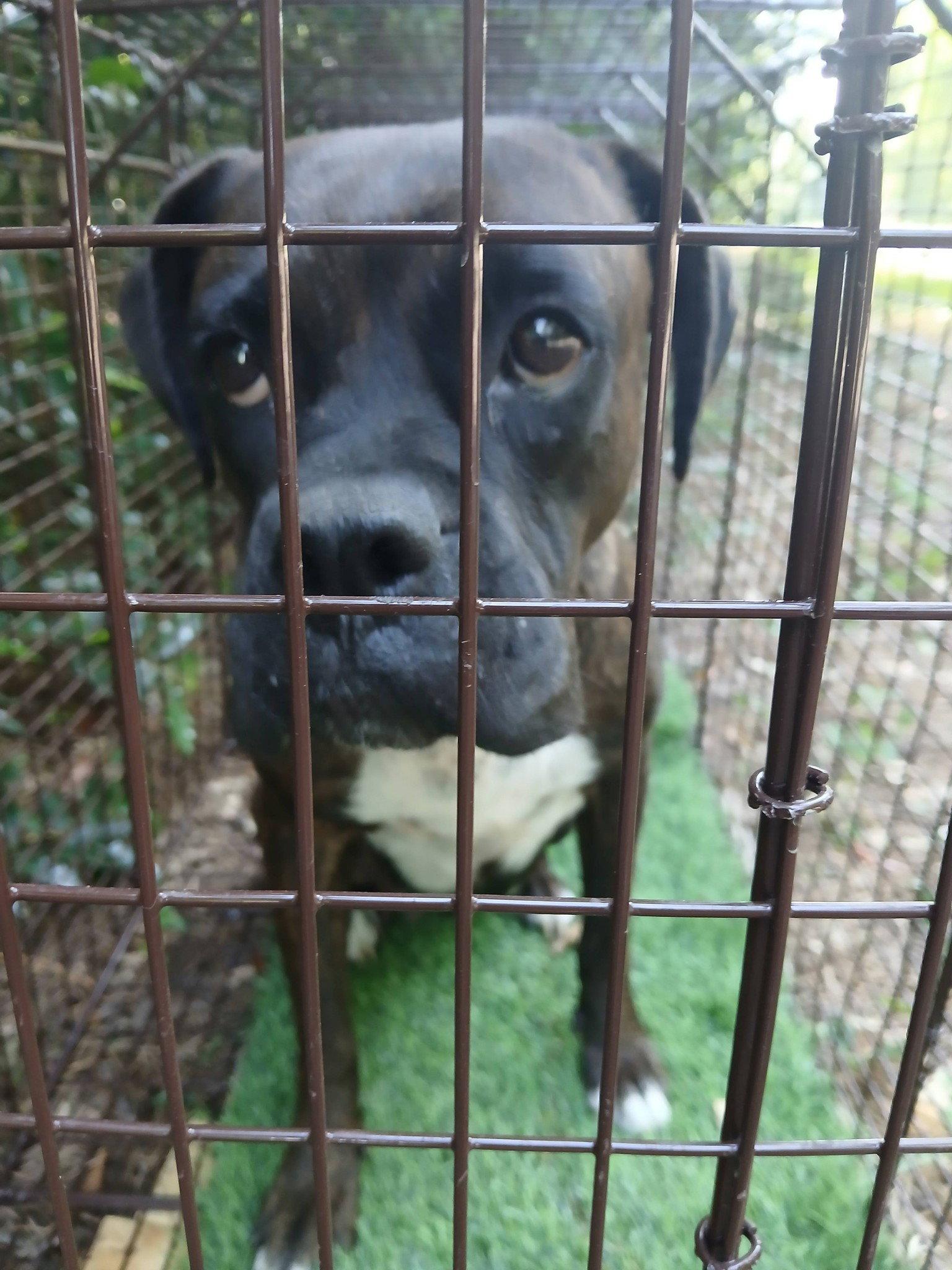 Rhea, Adoptable, Adult Female Boxer.