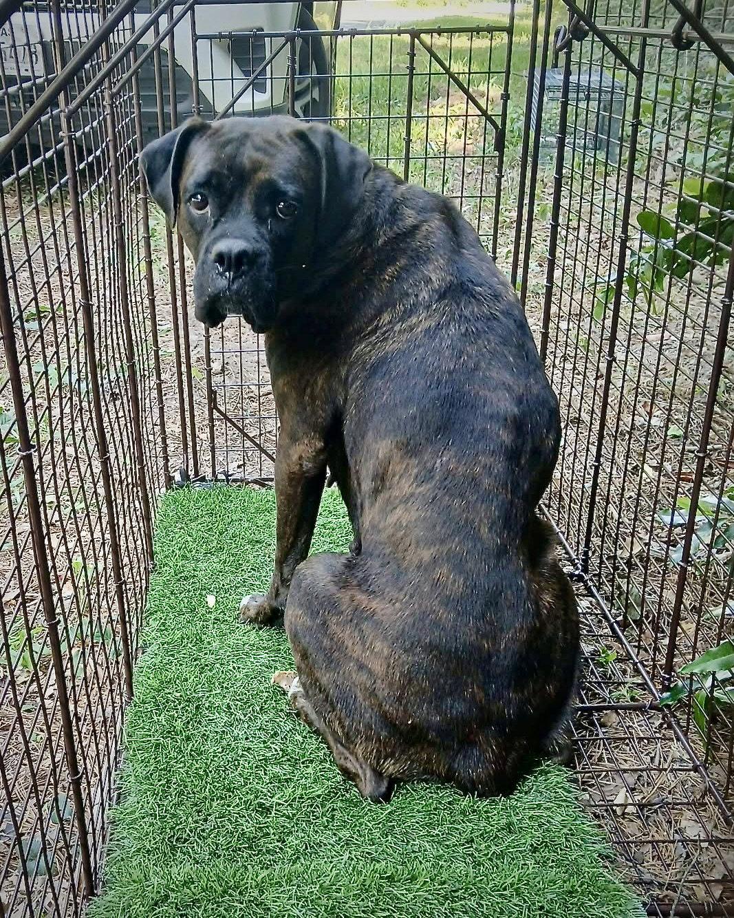 Rhea, a Adoptable Boxer in Monticello, NY image 2/3