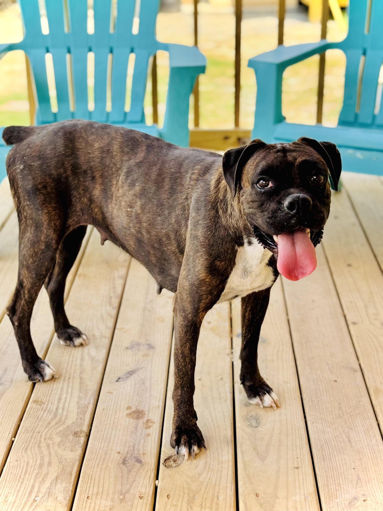 Rhea, Adoptable, Adult Female Boxer.