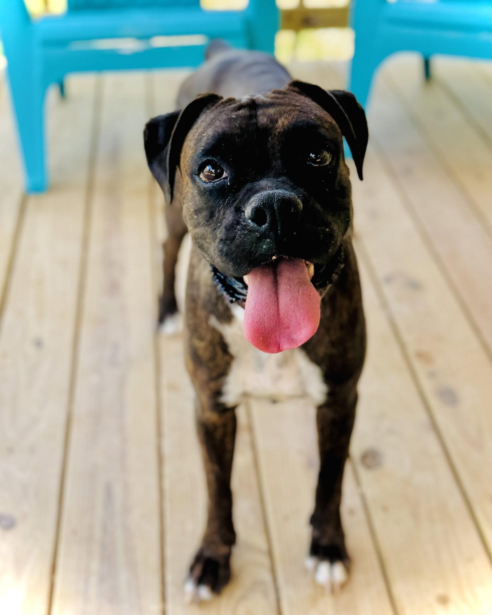 Enlarge Rhea, a Adoptable Boxer in Monticello, NY image 2/3