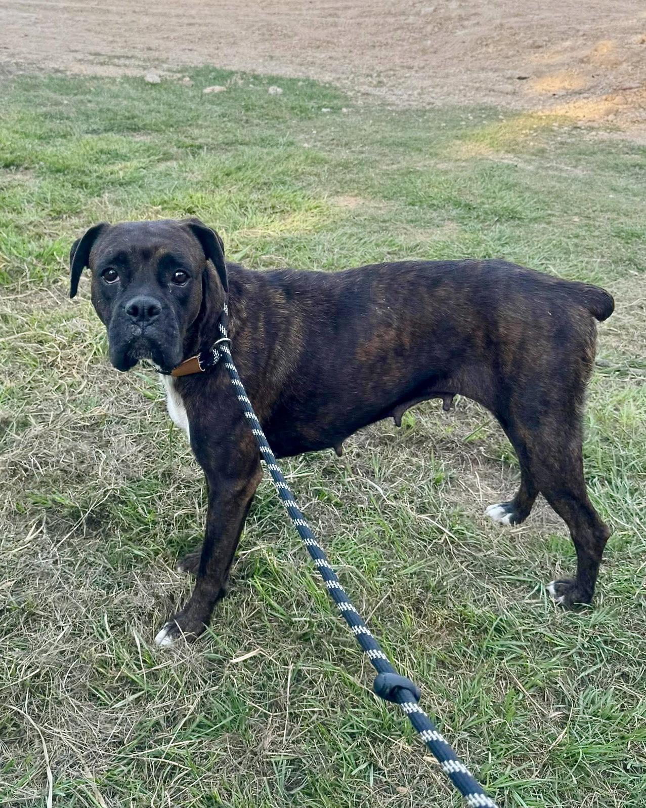 Rhea, a Adoptable Boxer in Monticello, NY image 3/3