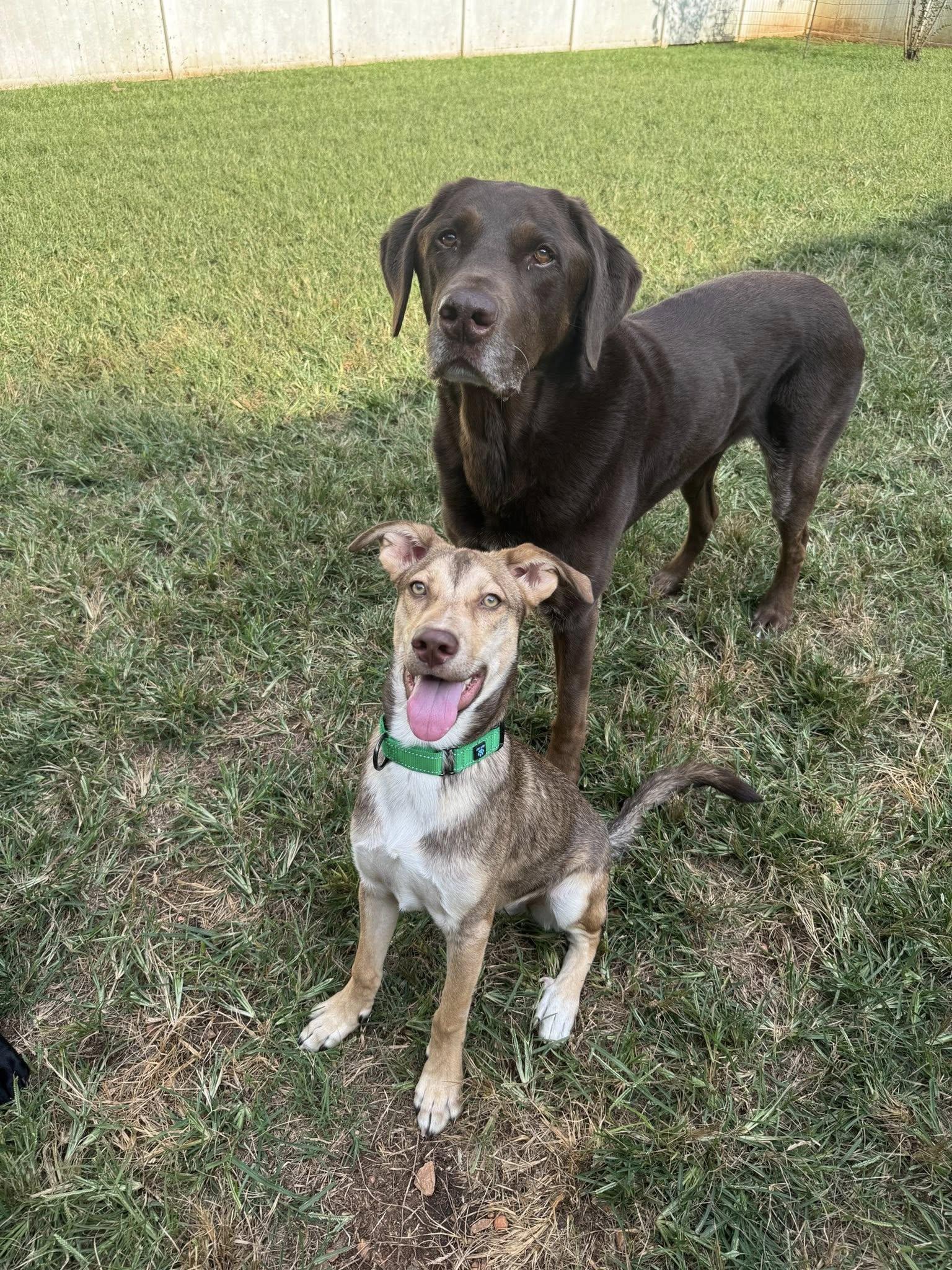 Kelvin Gemstone, Adoptable, Young Male Shepherd.