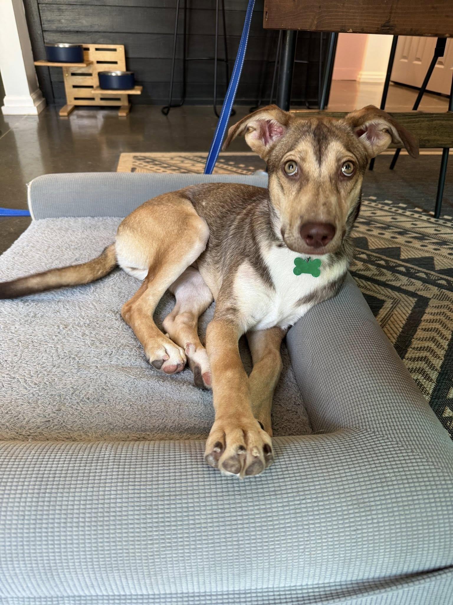 Kelvin Gemstone, a Adoptable Shepherd in Greenville, SC image 2/3