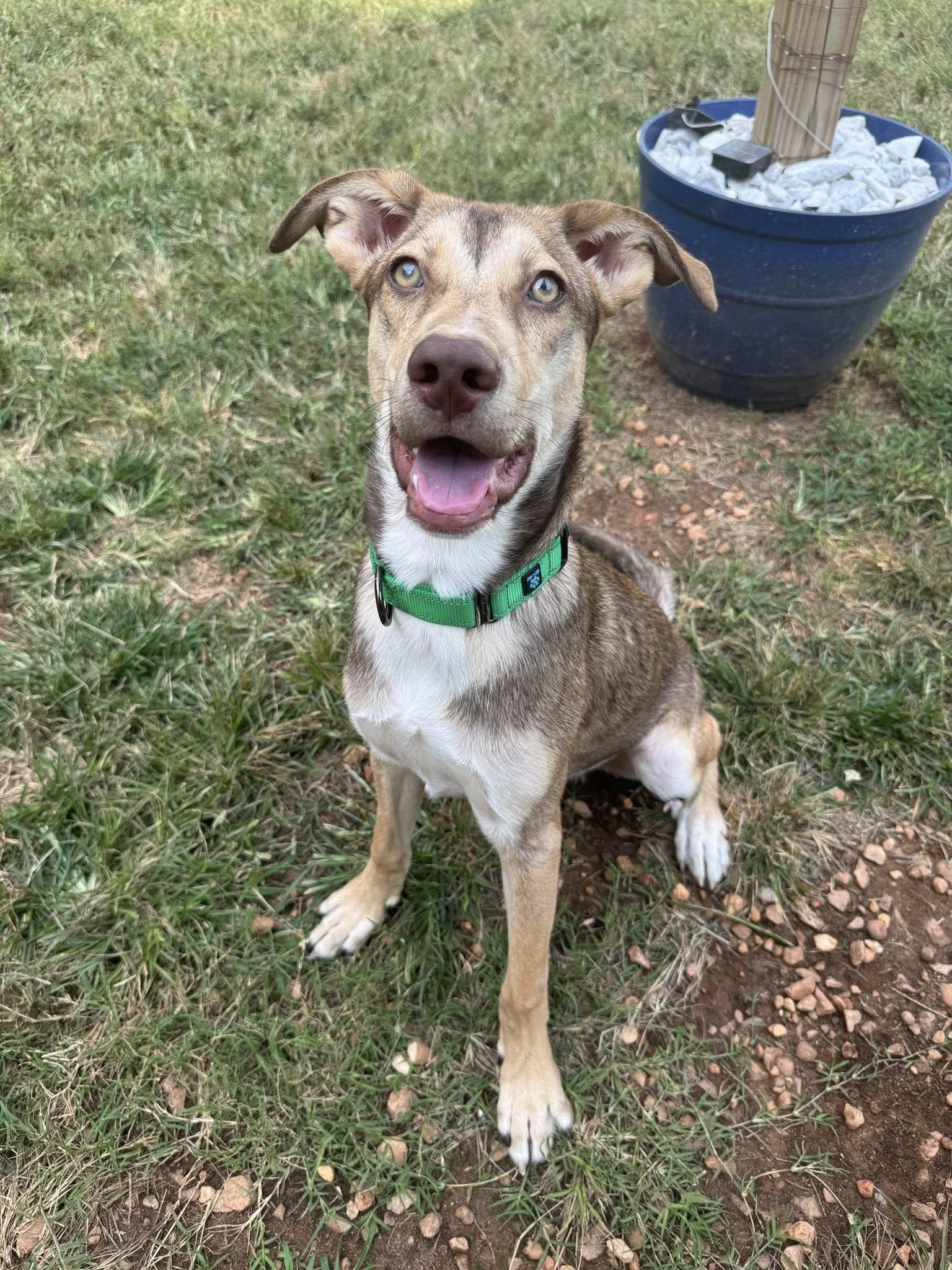 Kelvin Gemstone, a Adoptable Shepherd in Greenville, SC image 3/3