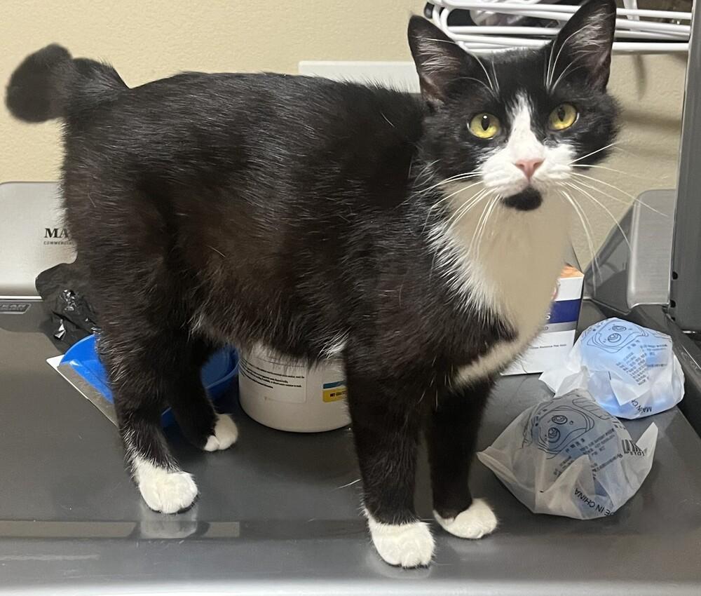 Selene, Adoptable, Adult Female Domestic Short Hair.