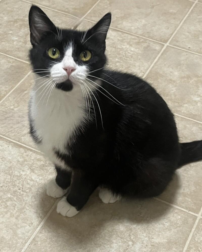 Selene, a Adoptable mixed breed in Lafayette, CO image 2/3