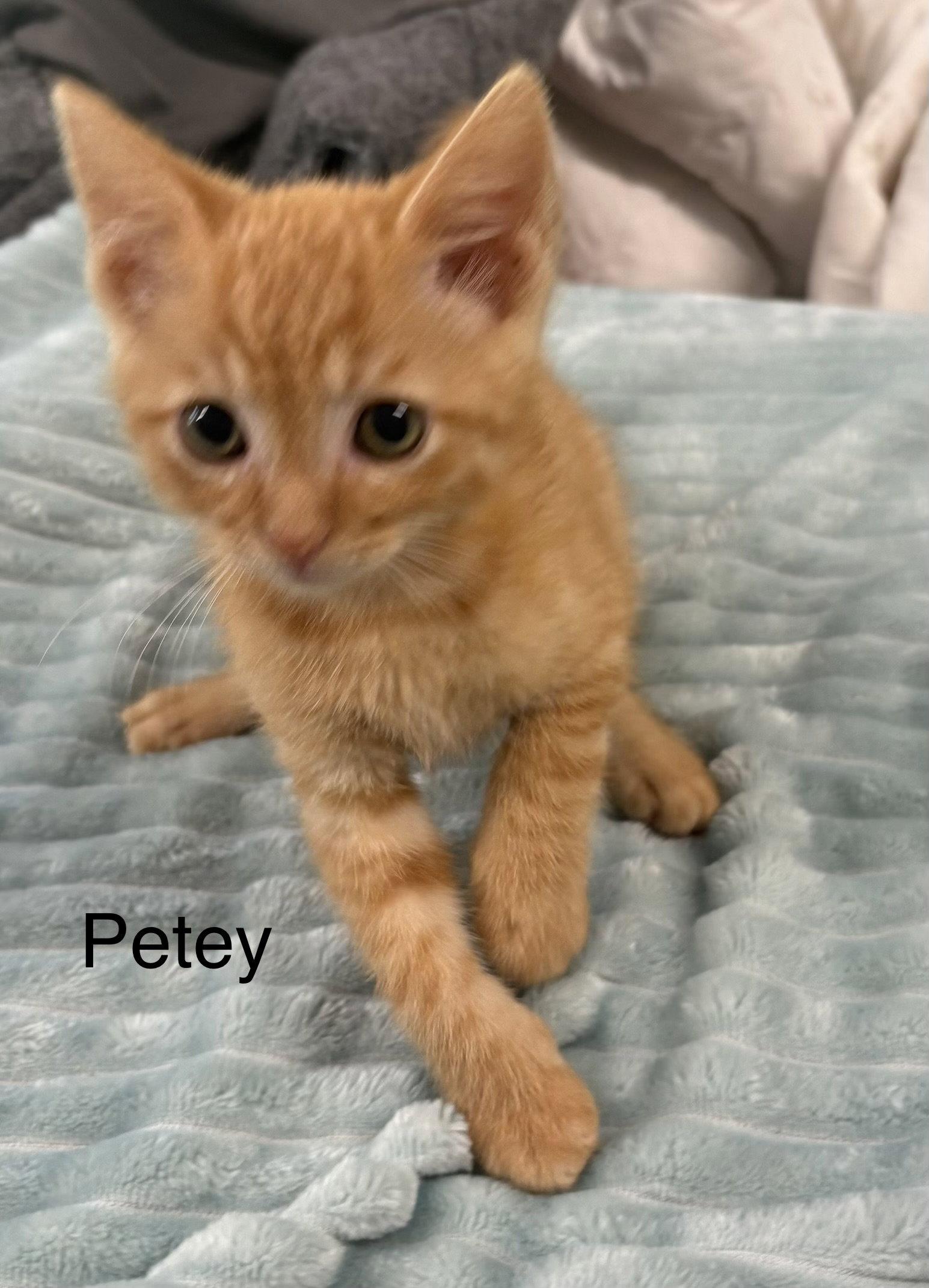 Petey, Adopted, Kitten Male Domestic Short Hair.