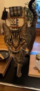 Apple, ADOPTABLE, Adult Female Tabby.