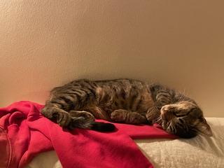 Apple, a ADOPTABLE Tabby in Long Beach, CA image 2/3