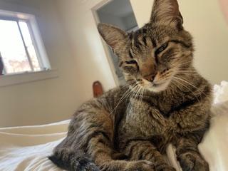 Apple, a ADOPTABLE Tabby in Long Beach, CA image 3/3