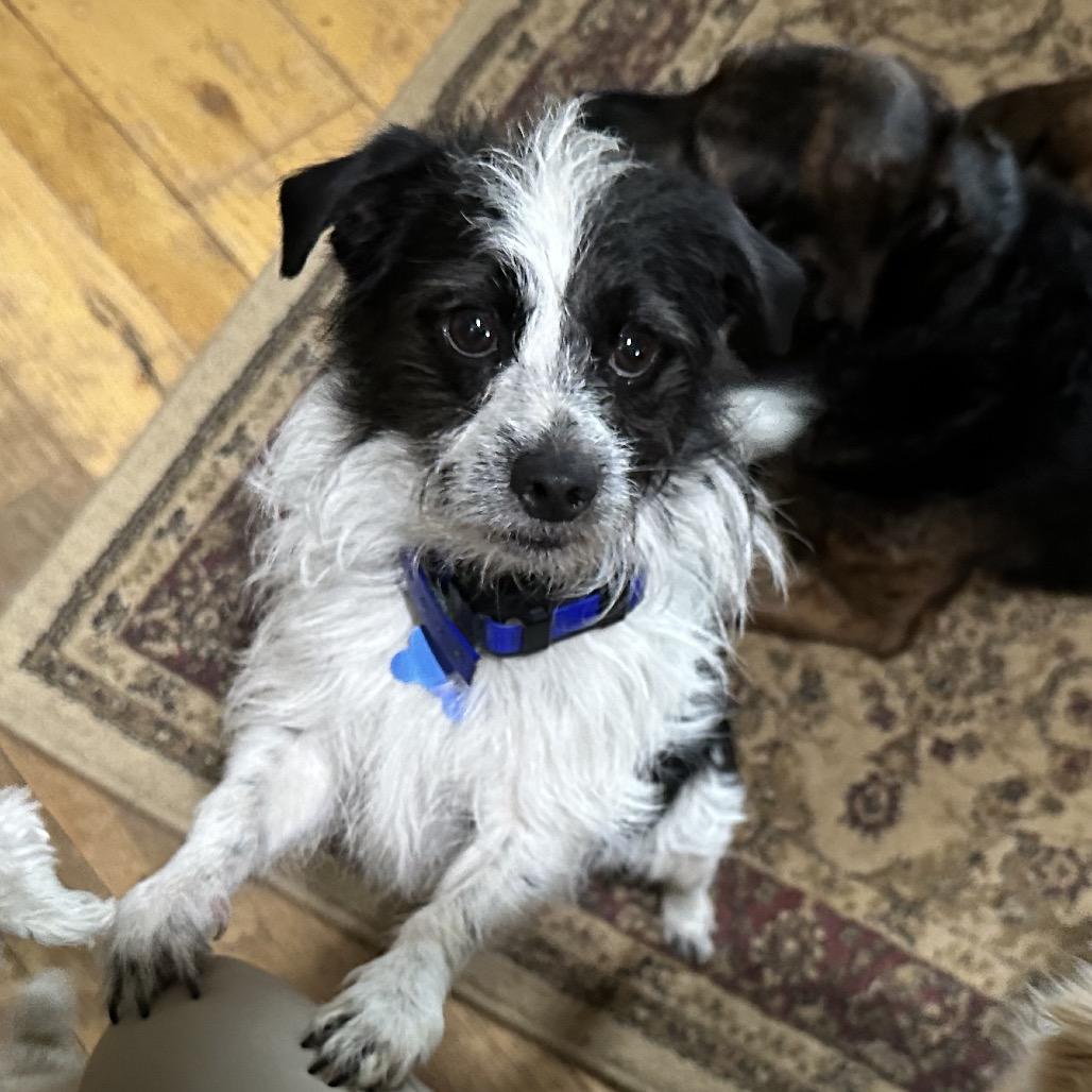 Scrappy, Adoptable, Adult Male Shih Tzu & Terrier.