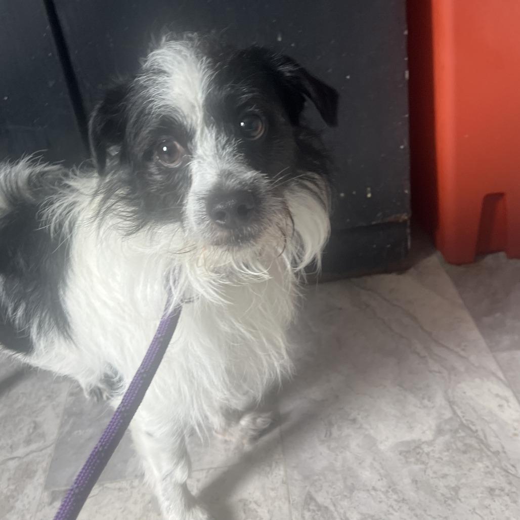 Enlarge Scrappy, a Adoptable mixed breed in Potomac, MD image 2/6