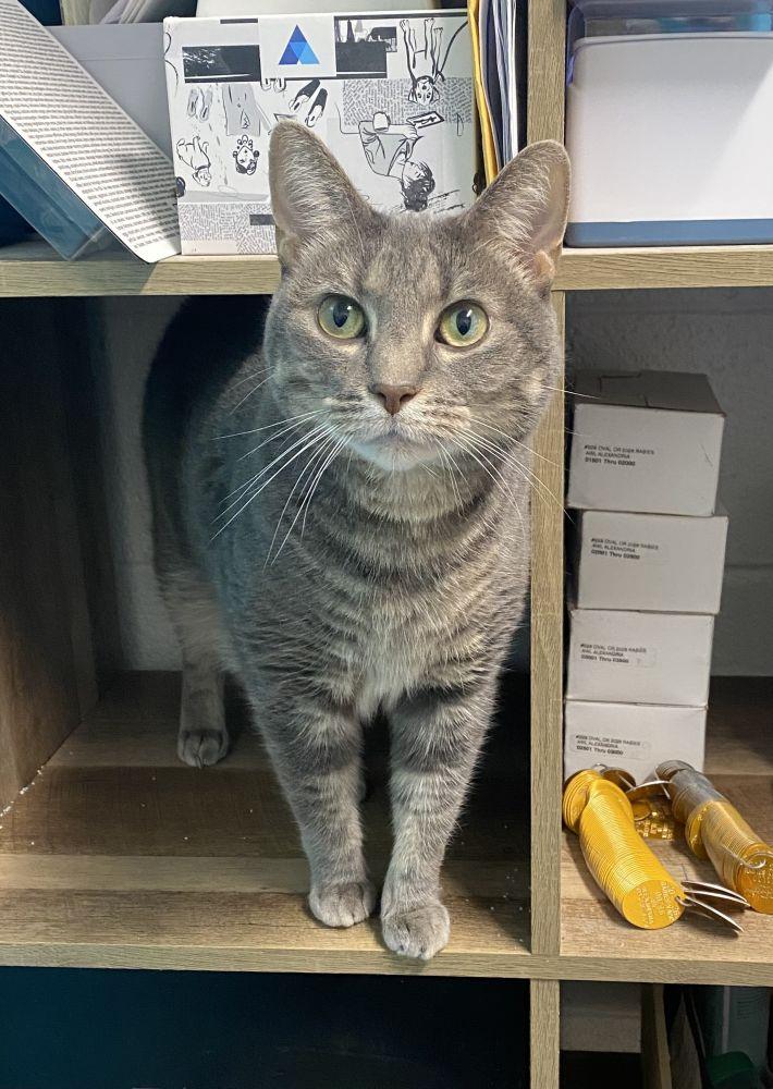 Mandy, Adoptable, Adult Female Domestic Short Hair.