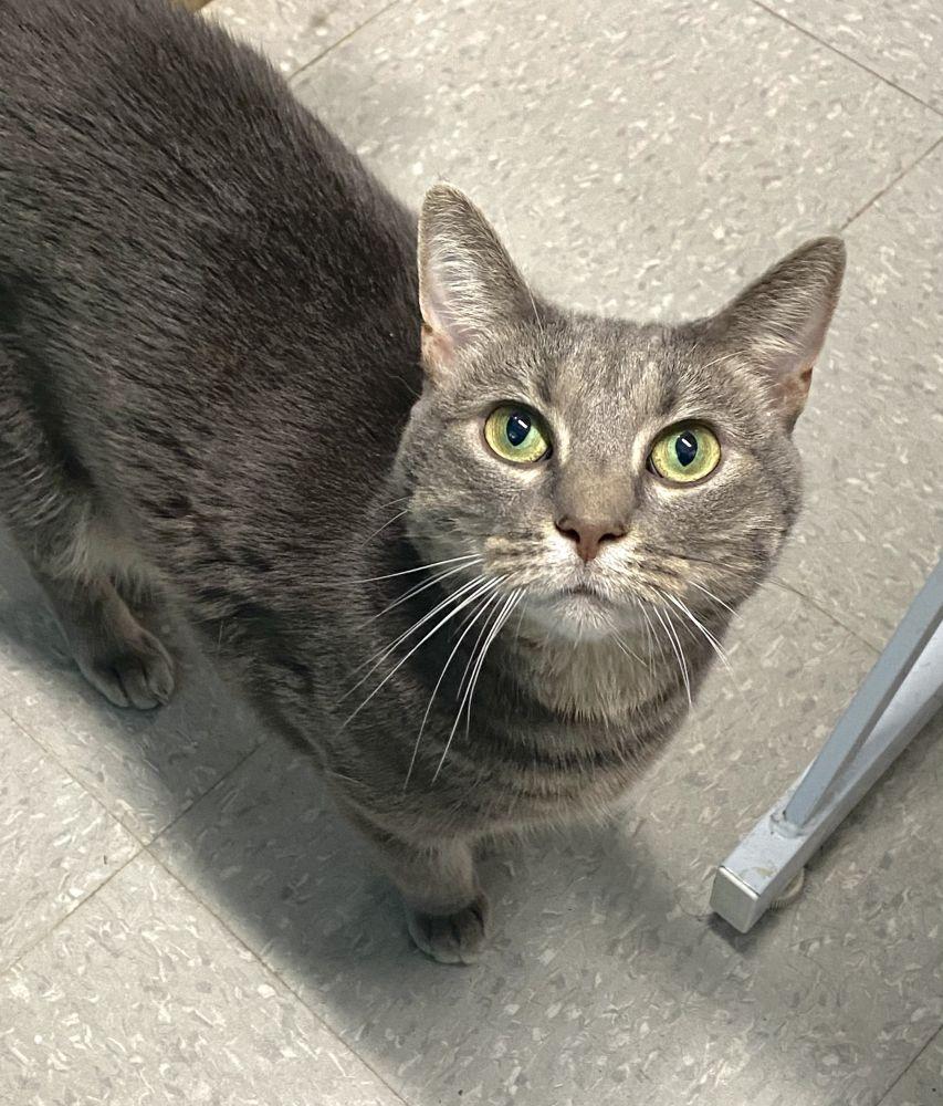 Enlarge Mandy, a Adoptable Domestic Short Hair in Alexandria, VA image 2/2