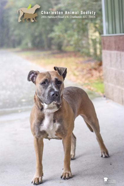 88431a Cutie Girl, Adoptable, Adult Female American Staffordshire Terrier & Mixed Breed.