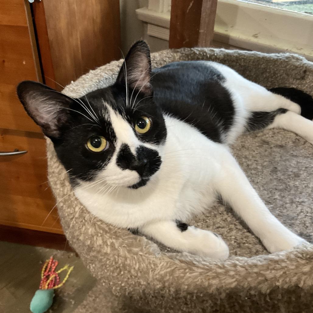 Jerri, Adoptable, Adult Female Domestic Short Hair.