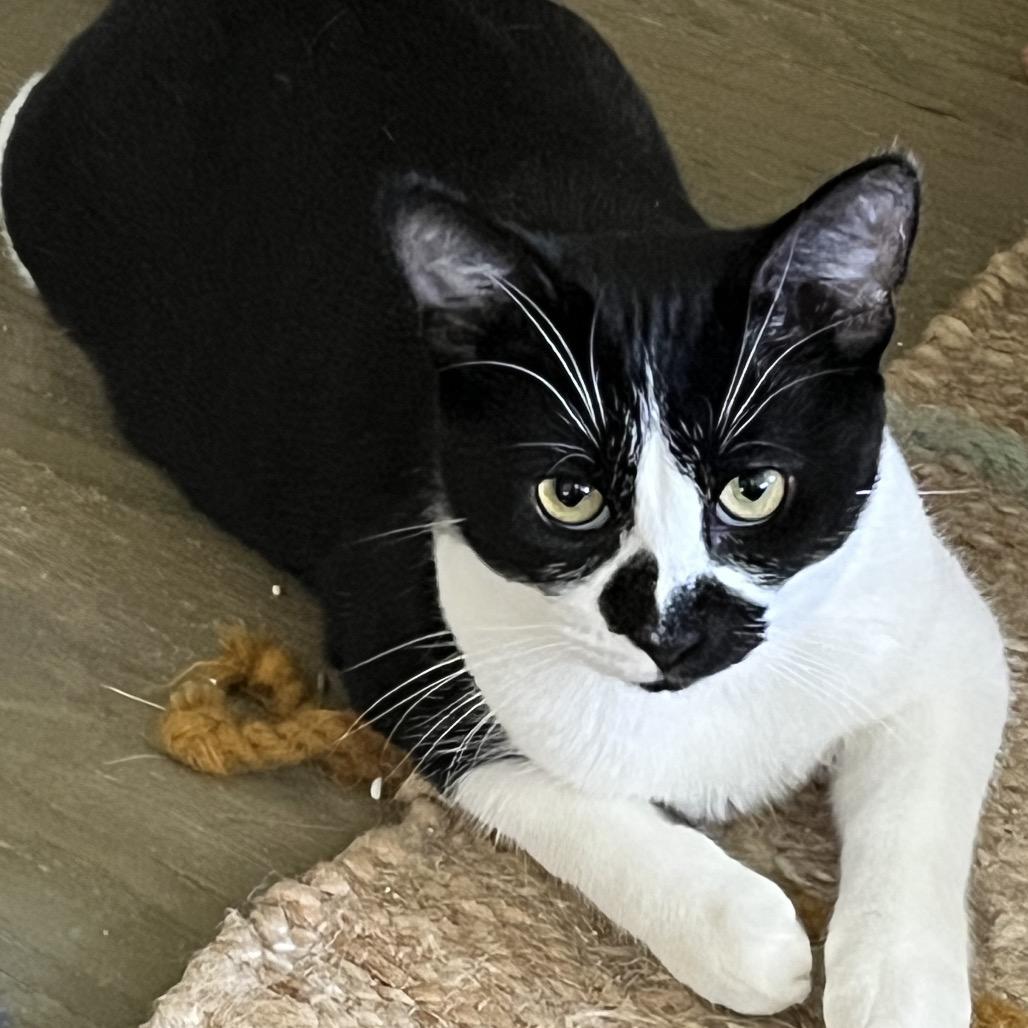 Enlarge Jerri, a Adoptable Domestic Short Hair in Los Angeles, CA image 2/3