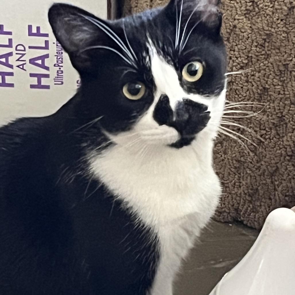 Enlarge Jerri, a Adoptable Domestic Short Hair in Los Angeles, CA image 3/3