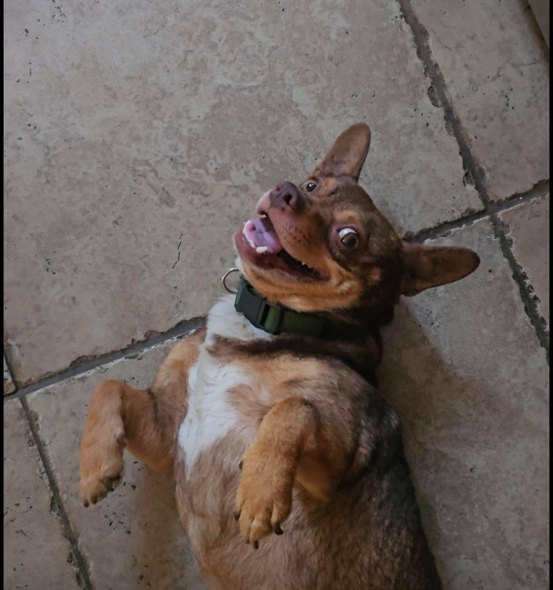 Fig, ADOPTABLE, Adult Male Chihuahua & French Bulldog.