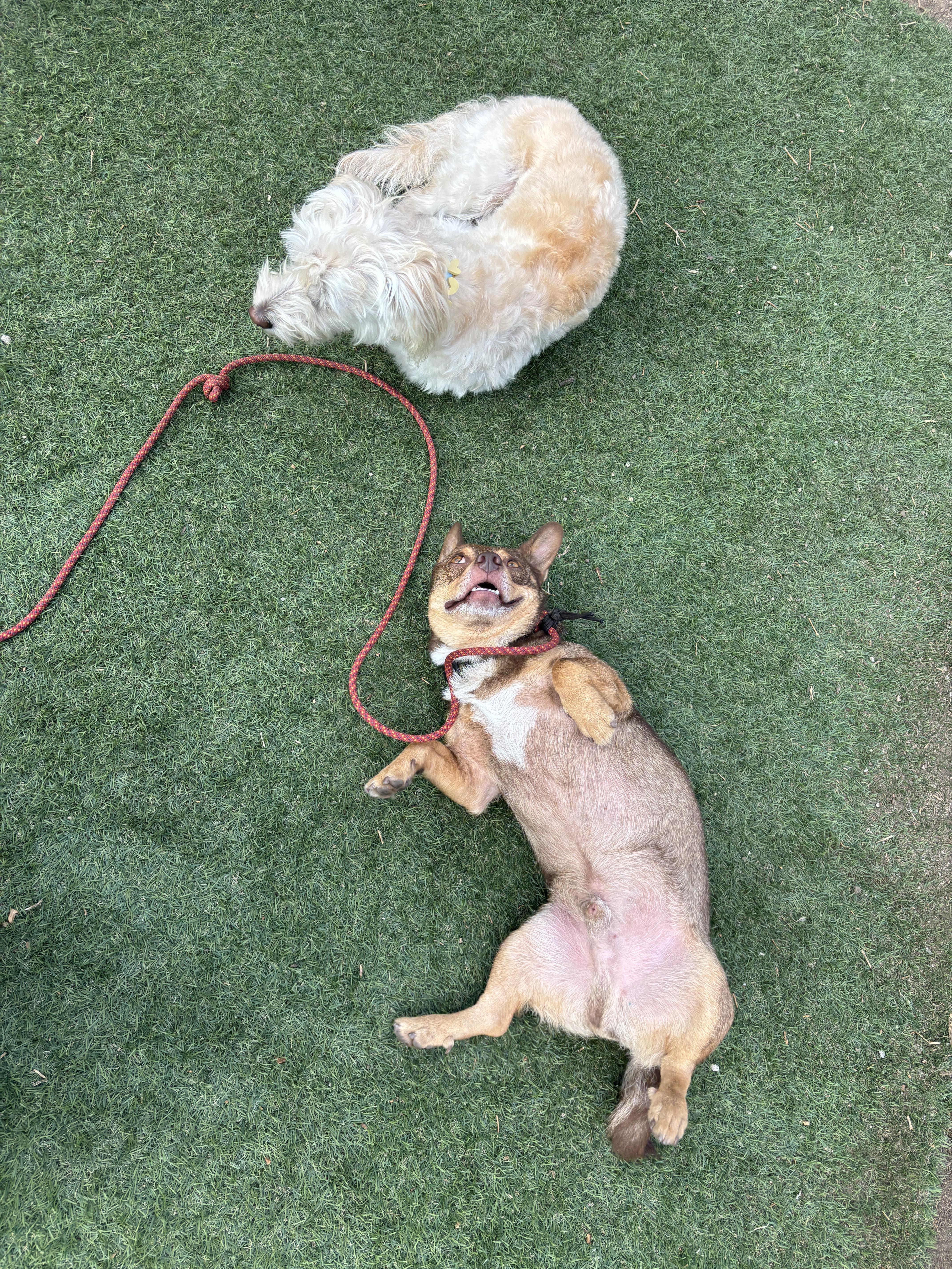 Enlarge Fig, a ADOPTABLE mixed breed in West Hollywood, CA image 4/6