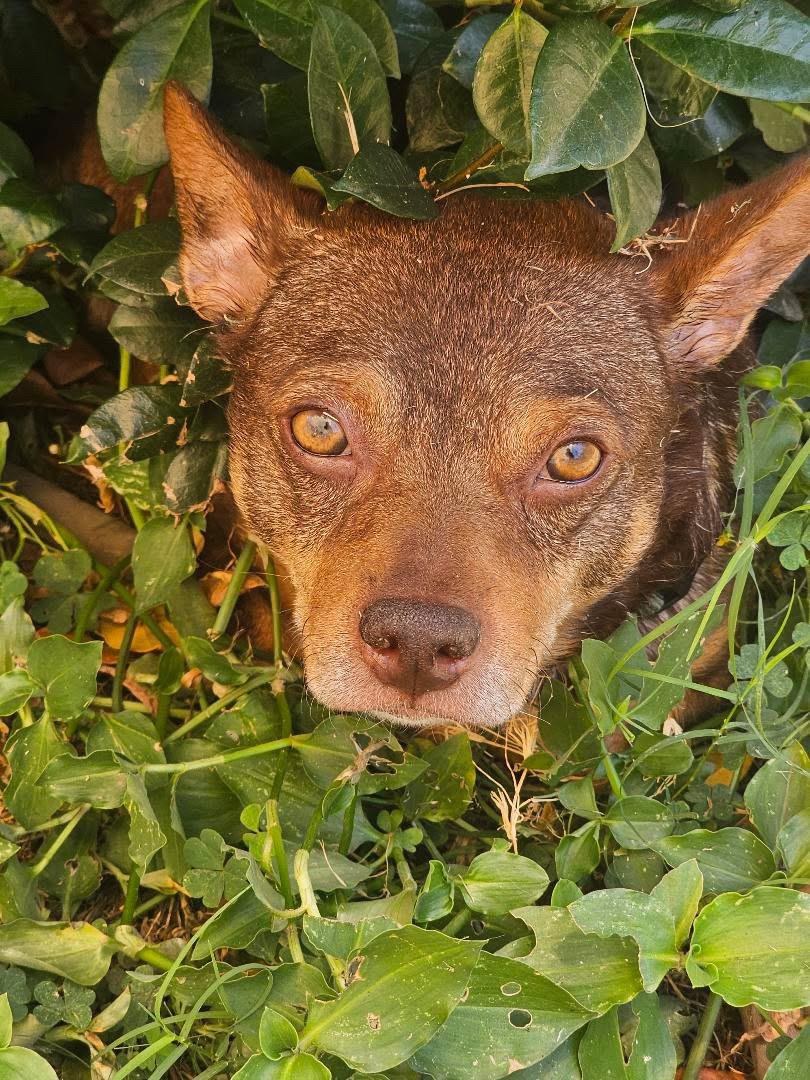 Enlarge Fig, a ADOPTABLE mixed breed in West Hollywood, CA image 3/6