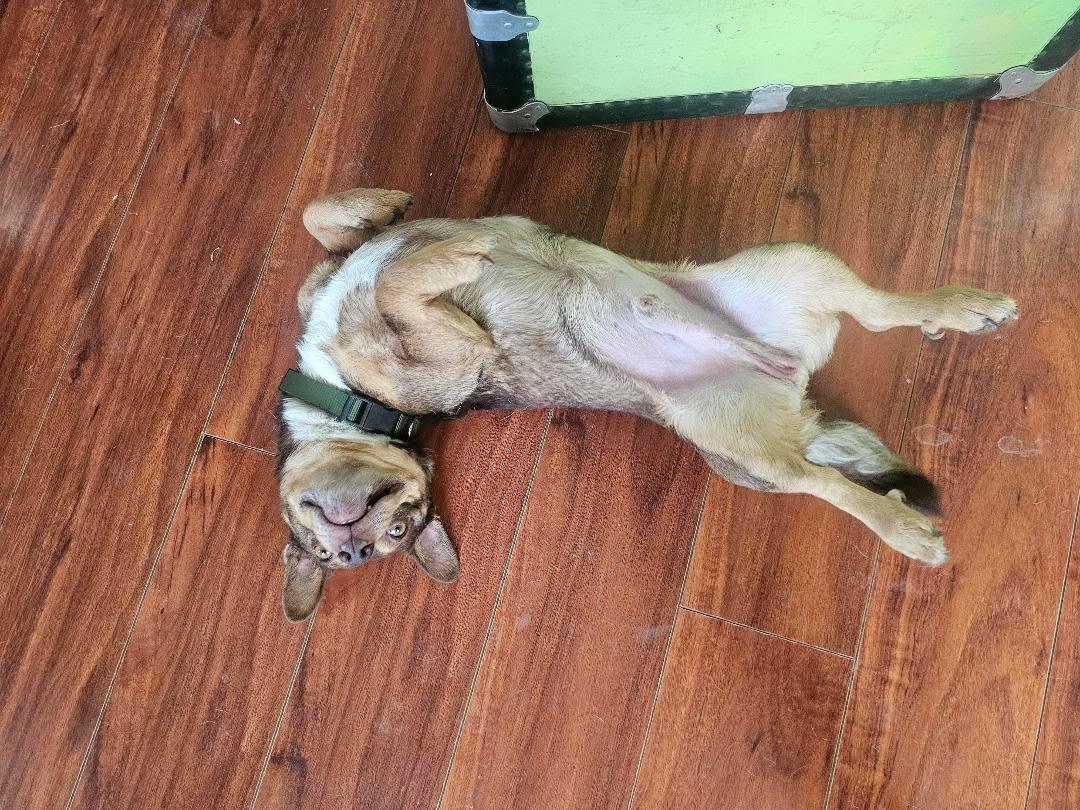 Enlarge Fig, a ADOPTABLE mixed breed in West Hollywood, CA image 2/6
