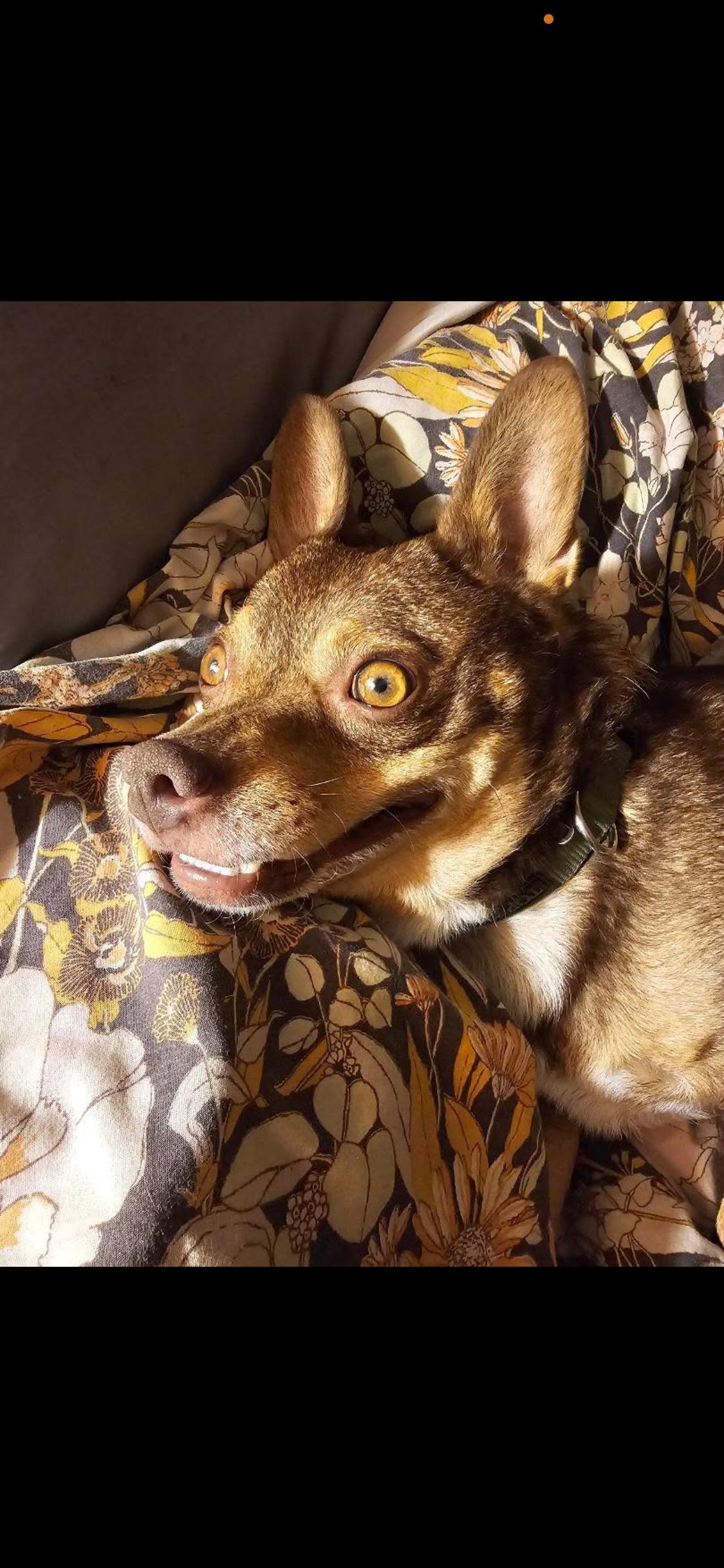 Enlarge Fig, a ADOPTABLE mixed breed in West Hollywood, CA image 2/6