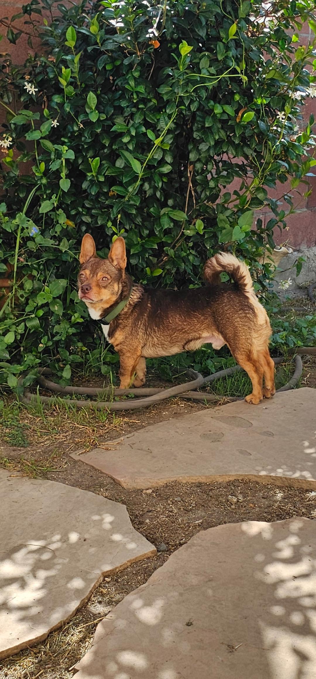 Enlarge Fig, a ADOPTABLE mixed breed in West Hollywood, CA image 1/6