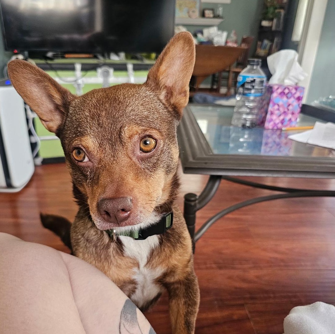 Enlarge Fig, a ADOPTABLE mixed breed in West Hollywood, CA image 5/6