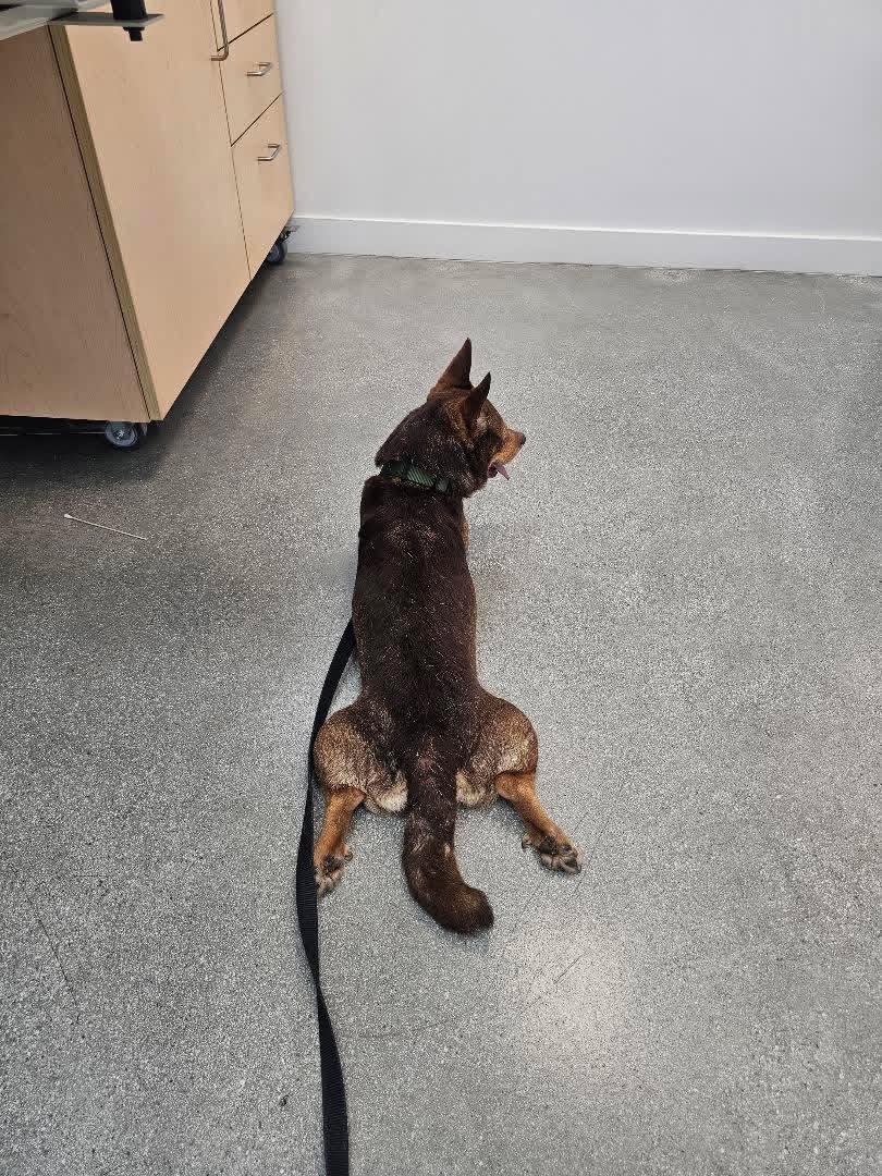 Enlarge Fig, a ADOPTABLE mixed breed in West Hollywood, CA image 6/6
